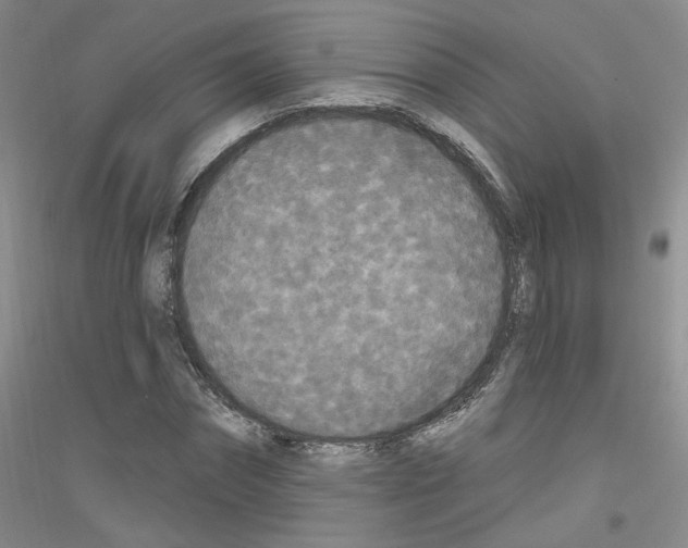 X0000116850874201002021043