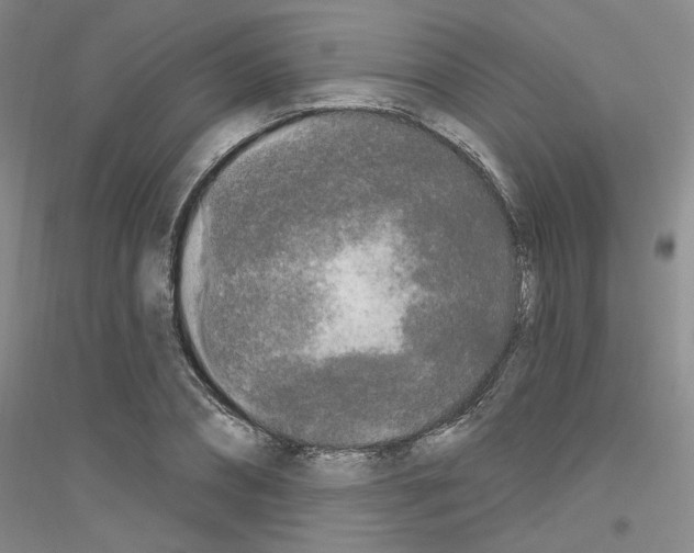 X0000116850882201002021043
