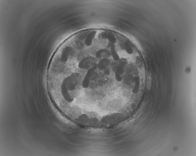 X0000116850895201002021043