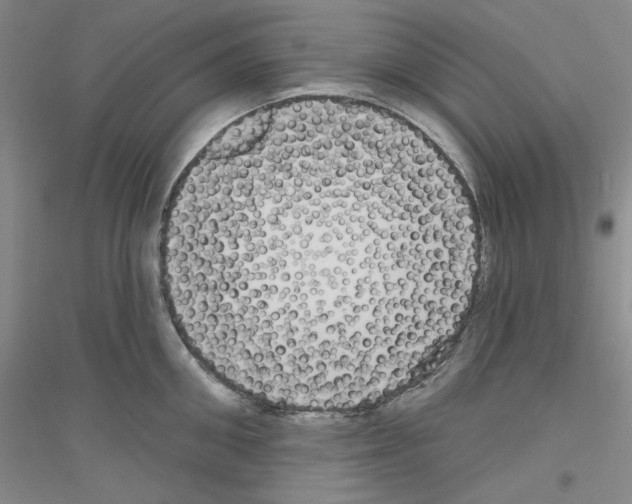 X0000116850906201002021043