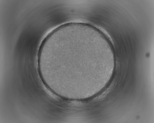 X0000116850935201002021042
