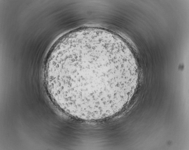 X0000116850976201002021042