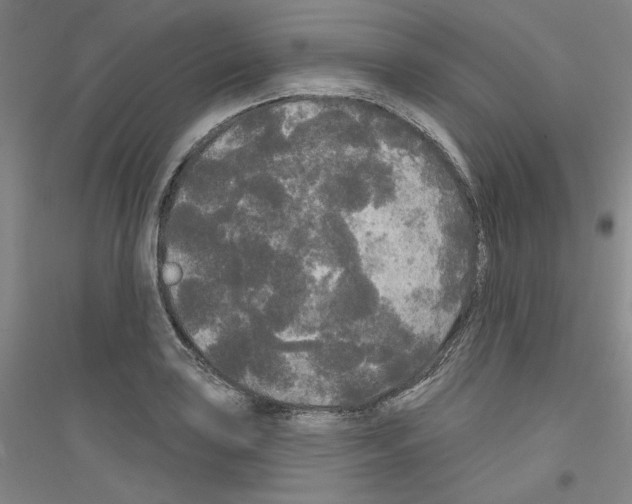 X0000116851035201002021041