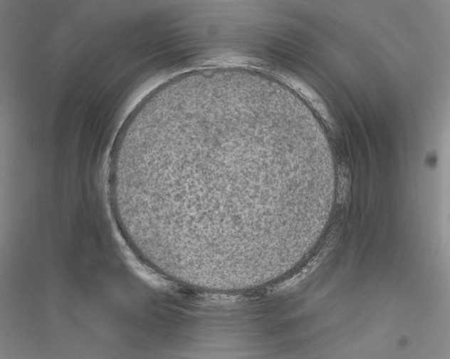 X0000116851039201002021041