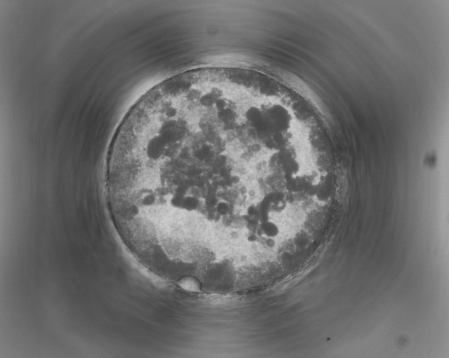 X0000116851087201002021040