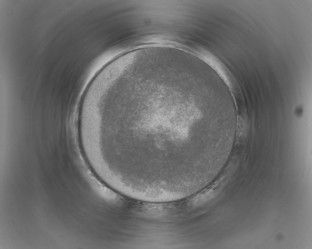 X0000116851098201002021040