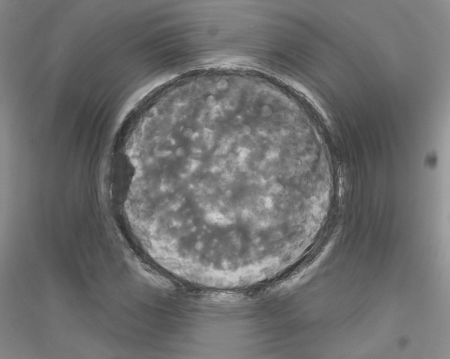 X0000116851117201002021039