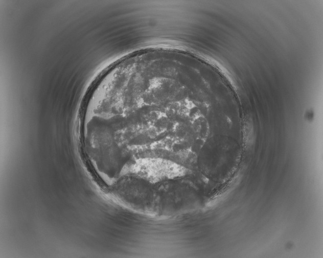 X0000116851125201002021040