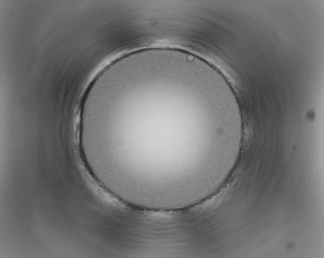 X0000116851126201002021040