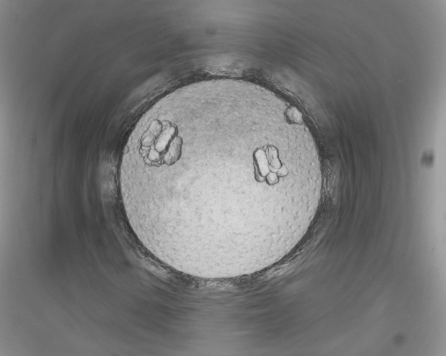 X0000116851154201002021039