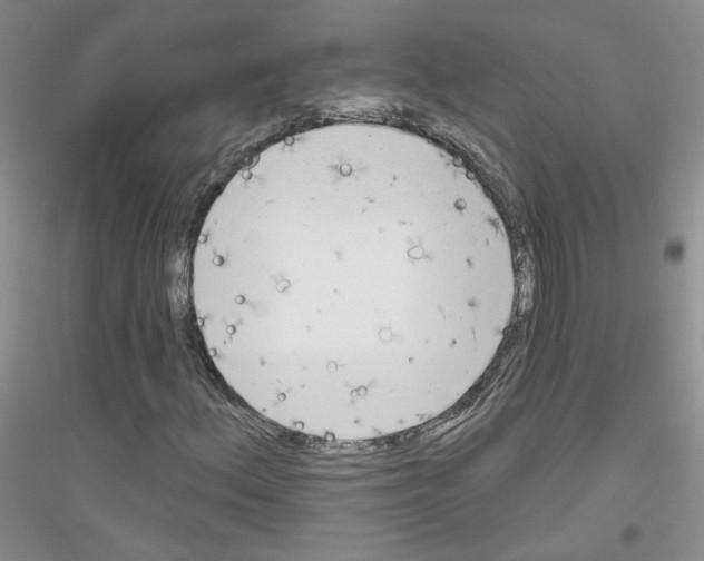 X0000116851156201002021039