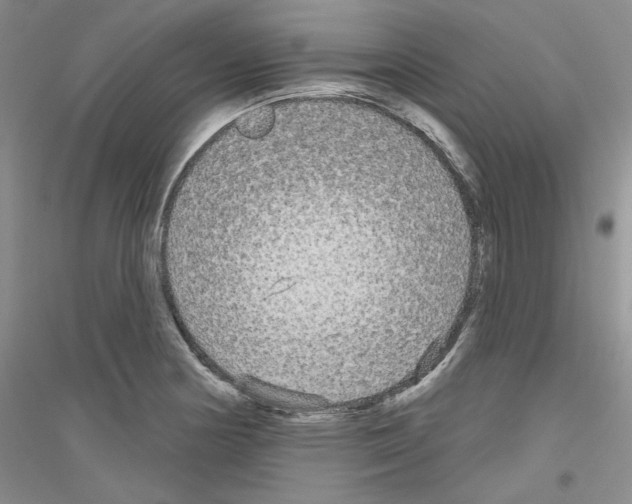 X0000116851178201002021039