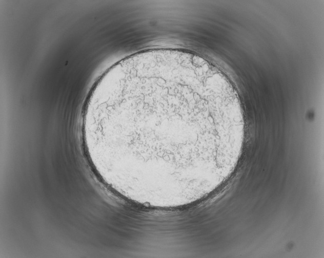 X0000116851179201002021039
