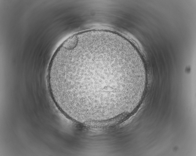 X0000116851182201002021039