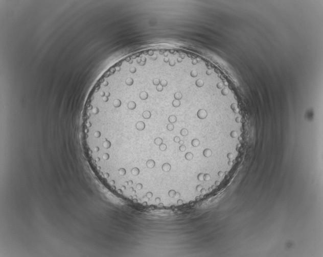X0000116851186201002021039