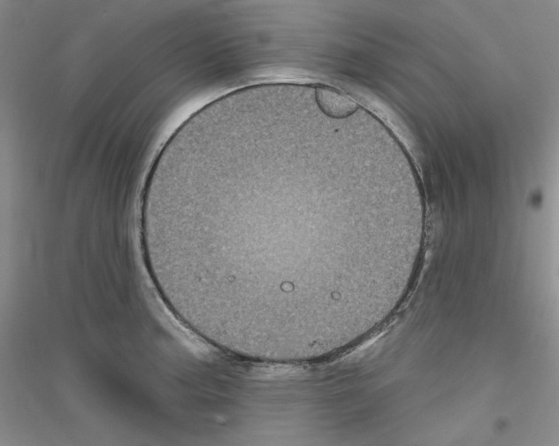 X0000116851187201002021039