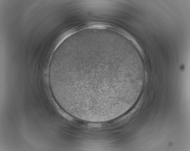 X0000116851194201002021039