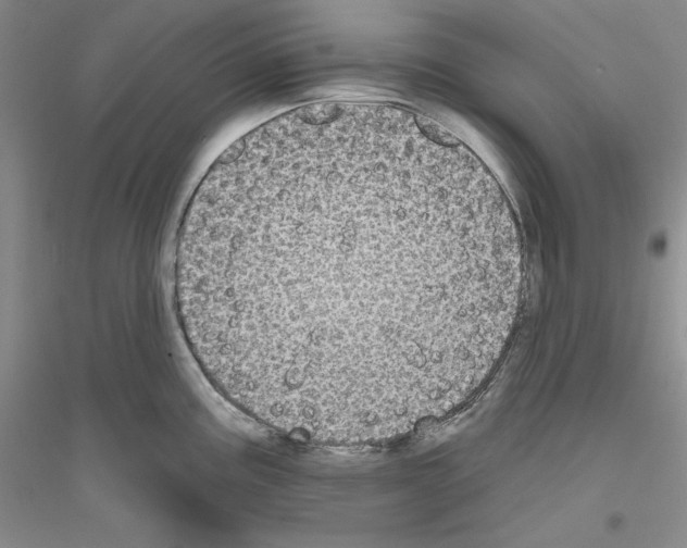 X0000116851195201002021039
