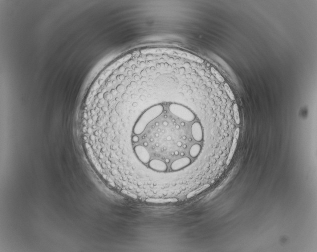 X0000116851196201002021039