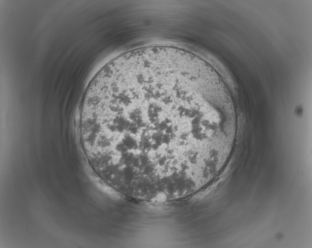 X0000116851198201002021039