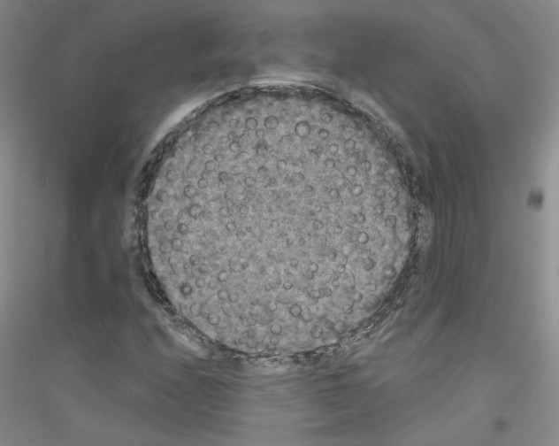 X0000116851208201002021038