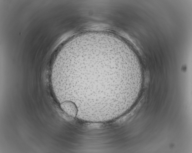 X0000116851211201002021038