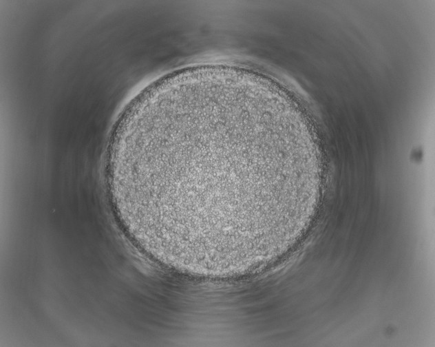 X0000116851216201002021038