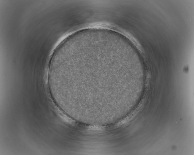 X0000116851224201002021038