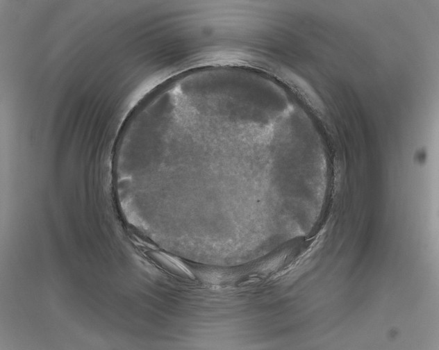 X0000116851226201002021038