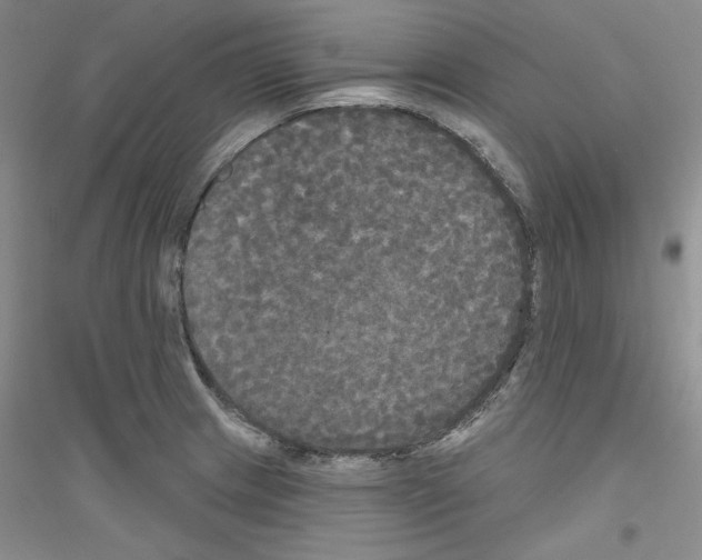 X0000116851233201002021038