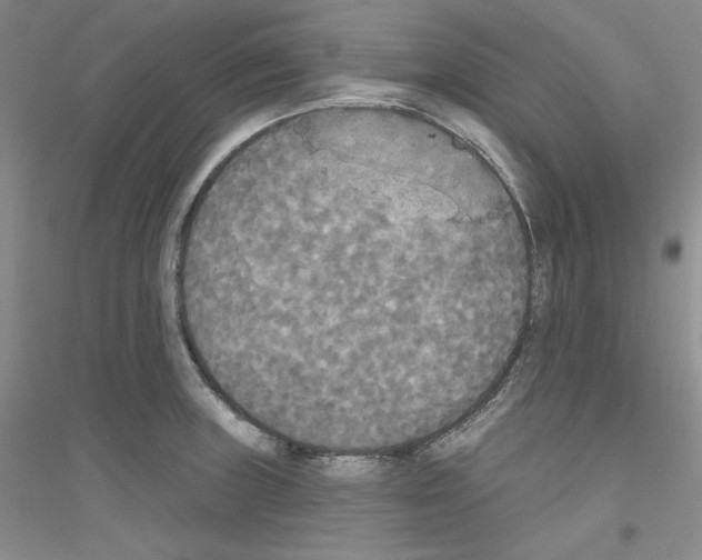 X0000116851235201002021038