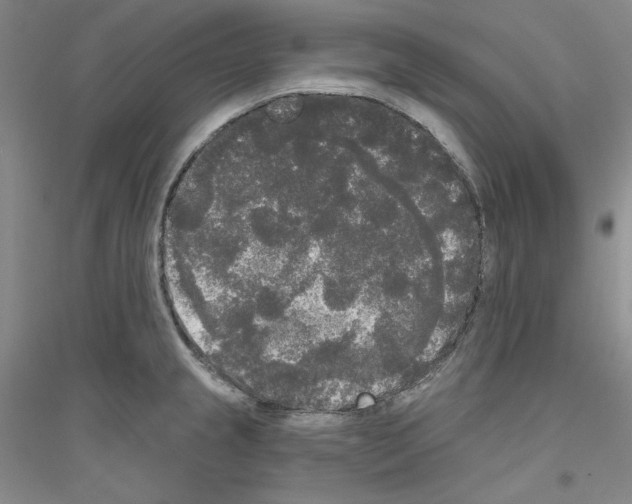 X0000116851237201002021038