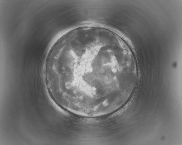 X0000116851239201002021038