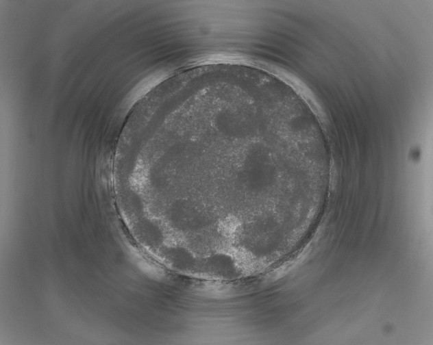 X0000116851241201002021038