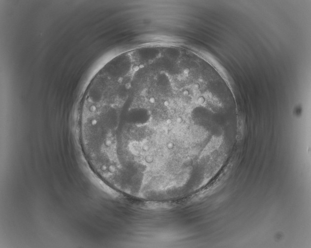 X0000116851243201002021039