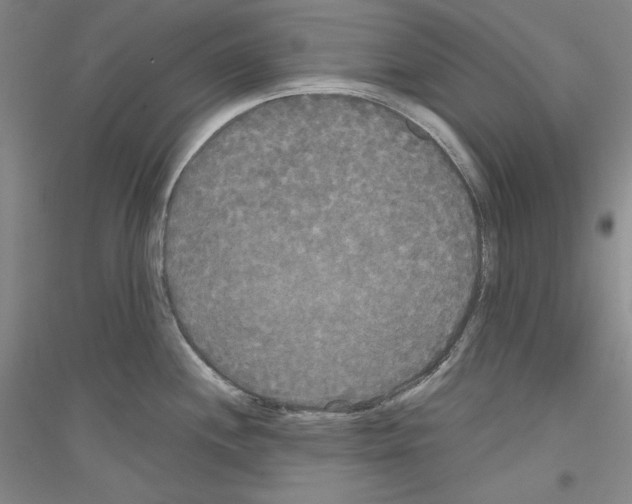 X0000116851244201002021039