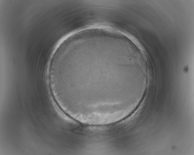 X0000116851246201002021039
