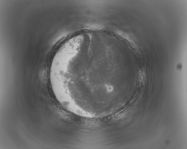 X0000116851254201002021038