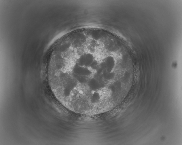 X0000116851255201002021038