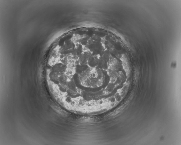X0000116851263201002021038