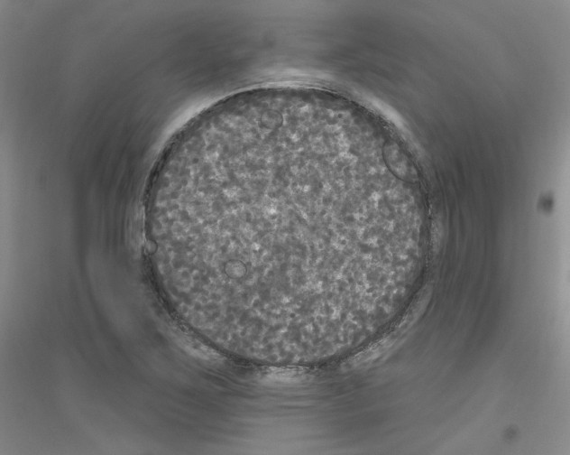 X0000116851267201002021038