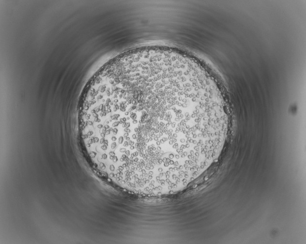 X0000116851274201002021038