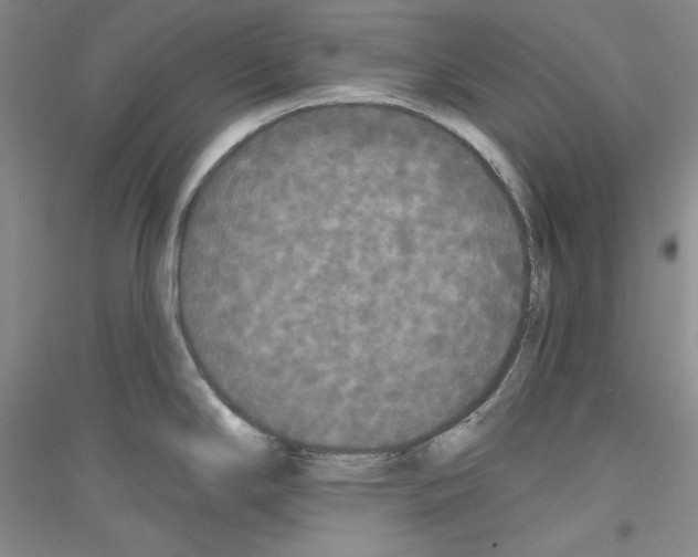 X0000116851294201002021037