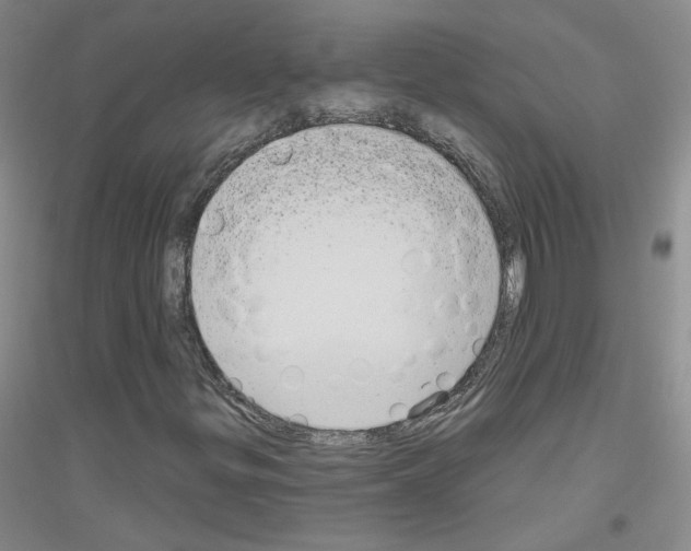 X0000116851299201002021037