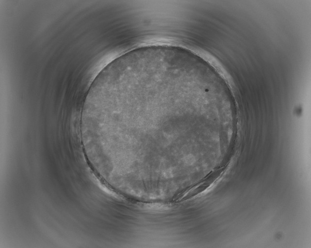 X0000116851337201002021037