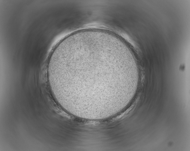 X0000116851358201002021036