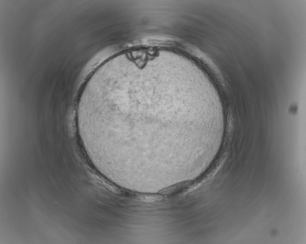 X0000116851362201002021036