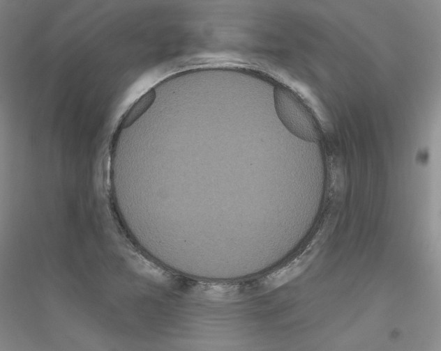 X0000116851365201002021036