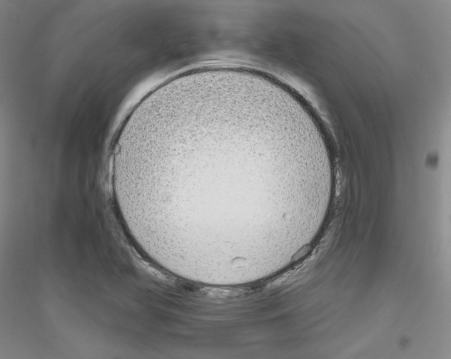 X0000116851366201002021036