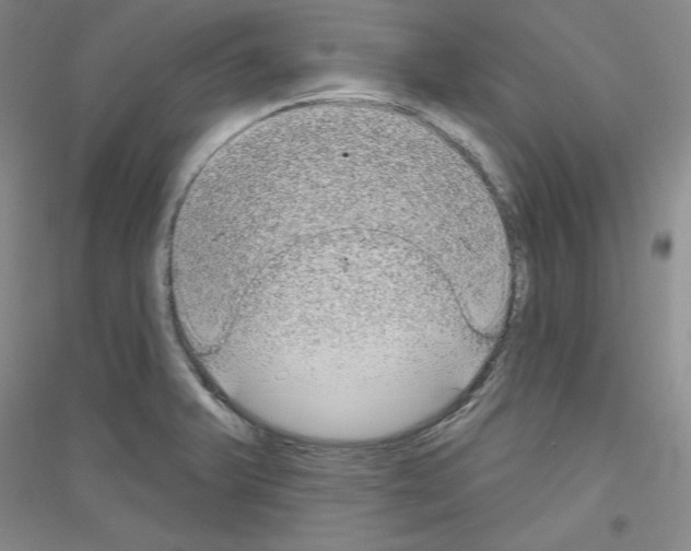 X0000116851375201002021036